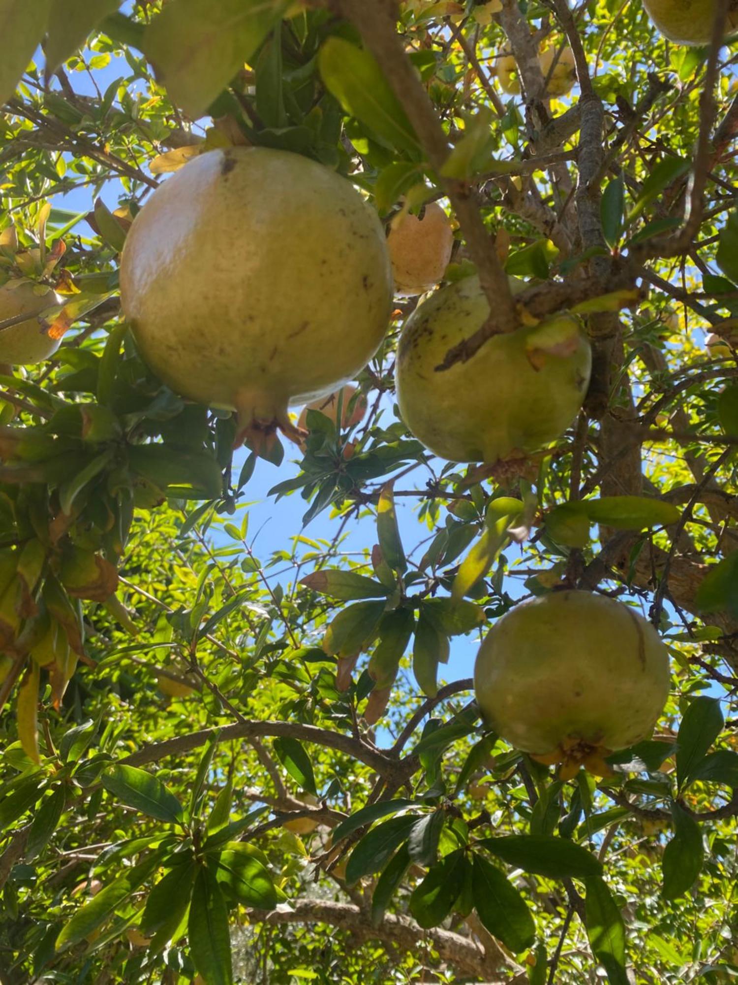 Agrib&B Lemontree Garde'N Syracuse Luaran gambar