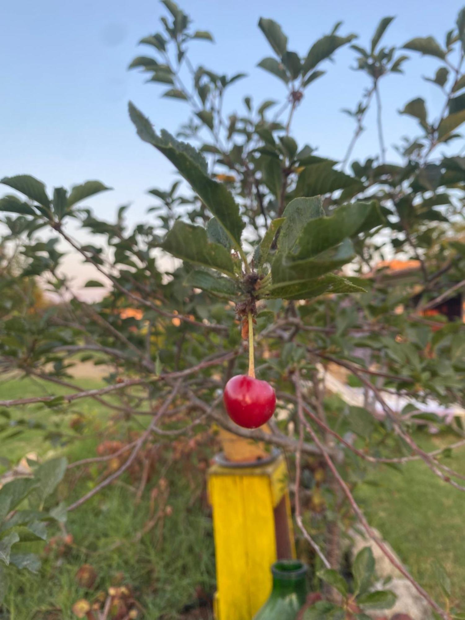 Agrib&B Lemontree Garde'N Syracuse Luaran gambar